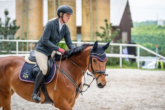 6 letá Westfálská klisna sport,hobby sport, rekreace - 6