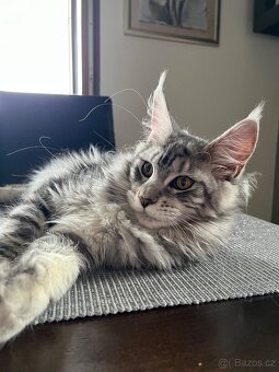 Krásná kočička MCO s PP - 6