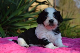 Havanský psík s PP - 6