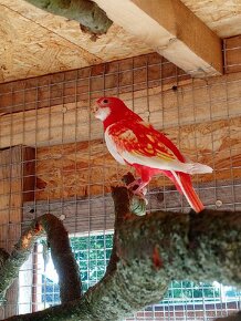 Prodám Papoušek Nádherný samce - 6