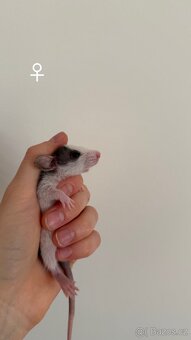 Potkan Dumbo - 6