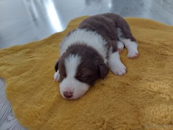 Border kolie - 6