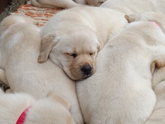 Labrador retriever šteniatka s PP - 6