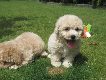 Maltipoo štěňátka - 6