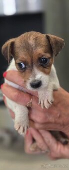 Jack russel terier - 6