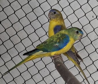 Neoféma tyrkysová žltobruchý opalín - 6