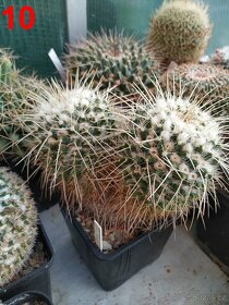 kaktusy mammillarie - 6