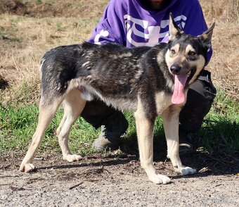 FLOKY K ADOPCI - 1 ROK, HRAVÝ,MILÝ,VHODNÝ K DĚTEM - - 6