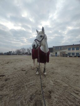 Pony kobylka 13let - 6
