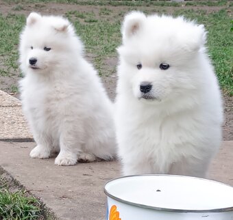 Štěňátka samojeda s PP - 6