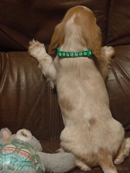 Anglický kokršpaněl barevný holky i kluci - 6