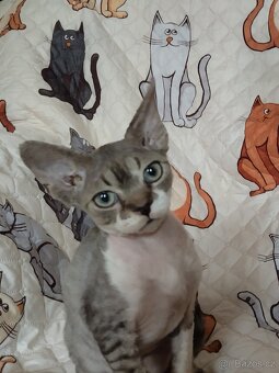 Kocourek Devon rex s pp - 6