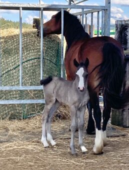 Welsh Cob klisna - 1,5 roku - 6