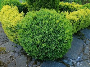 Prodám Buxus a Brslen - 6