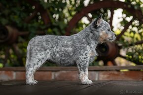 Australský honacký pes s PP - odber možný ihneď - 6