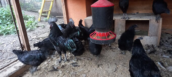Ayam cemani - násadová vejce - 6