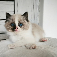 Kocourci Ragdoll s PP - 6