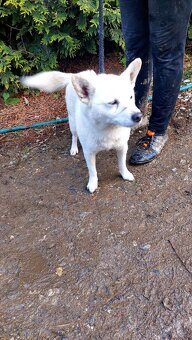 Spic shiba bilej - 6