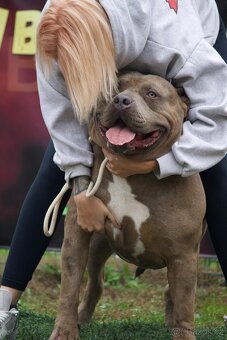 🇨🇿 KRYCÍ PES – American bully XL - 6