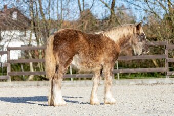 letošní hřebeček irský cob Kai - silver dapple - 6