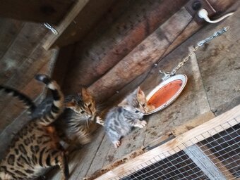 Kočka bengálská bez PP - 6