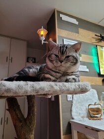 Britský kocour ke krytí - 6