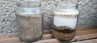 Šváb Argentinský (Blaptica dubia) - 6