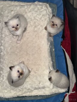 Ragdoll - 6