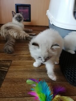 Ragdoll koťátka bez PP - 6