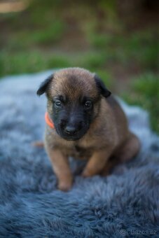 Belgický ovčák Malinois s PP - 6