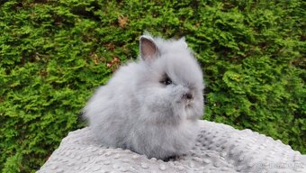 Zakrslý králík, králíček -(TEDDY)-FÍLA - 6