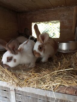 Německý obrovitý strakáč, belgický obr+Nos,Bu - 6