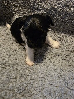 Jorkšířský teriér s PP - 6