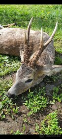 Polovačka na srnce a jelene v maďarsku - 6