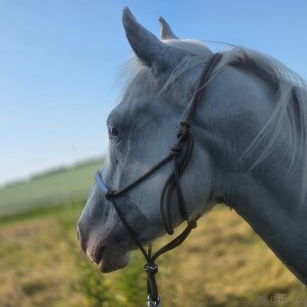 Appaloosa valach, 3 roky - 6
