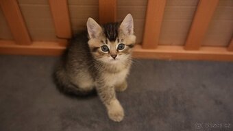 Koťata WHISKAS - 6