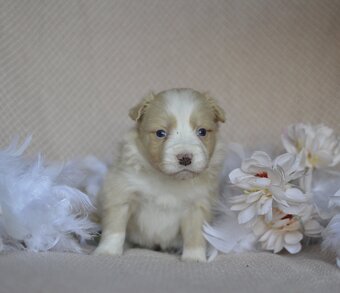 Border kolie s PP - 6