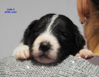 Border kolie s PP - kluci - 6