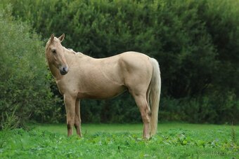 Prodám hřebce Kůň Kinský, - 6