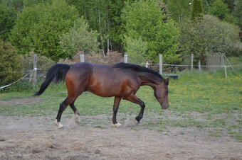 Shagya arab, valach - 6