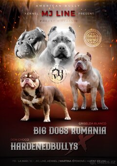 American bully s PP - 6