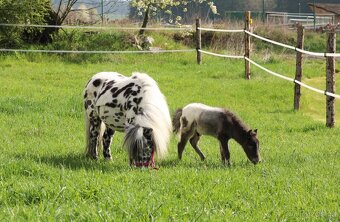 Prodám minihorse - miniappaloosa hřebeček - 6