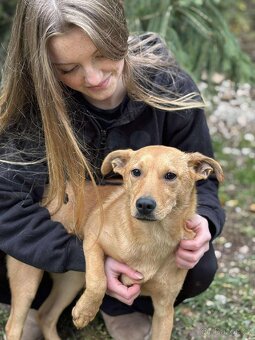 LEILA - štěně, fenečka 5 měsíců - 6