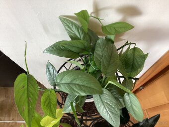 Potosy, Monstera minima - 6