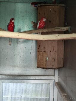 Rosela modrá na ino - 6