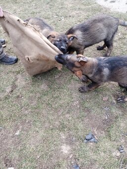 Německý ovčák - 6