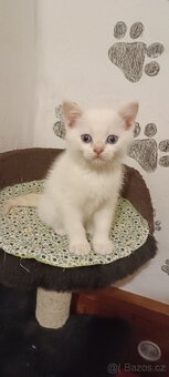 Britská koťata bez PP - 6