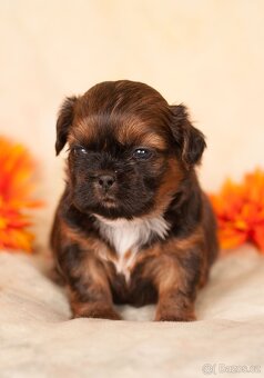 Shih-Tzu štěňatka (shi tzu, si-tzu, shitzu, si-cu) - 6