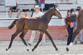 El Star – roční klisnička po El Barone 111 Z - 6