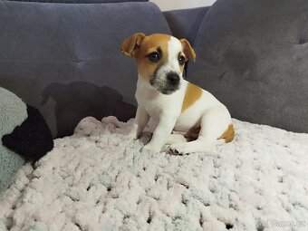 Jack Russell štěňátka - 6